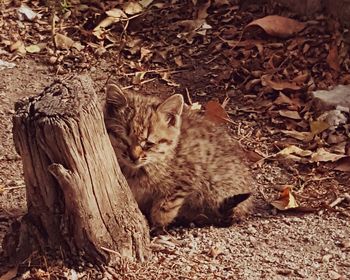 Cat sitting on autumn leaves