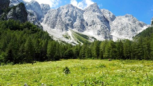 Trees and plants on field against majestic snowcapped mountains during winter