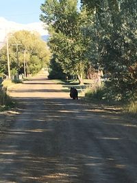 Rear view of road amidst trees against sky