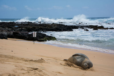 Seal relaxing at beach