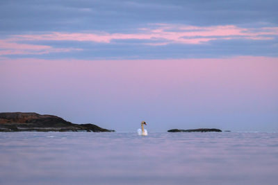 View of birds swimming in sea