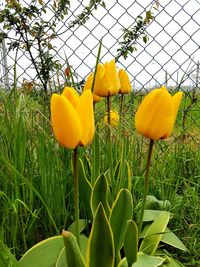 Close-up of tulips blooming in field