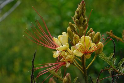 Close-up of multi colored flowers