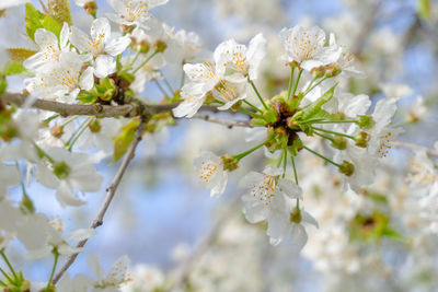 Close-up of white cherry blossoms in spring