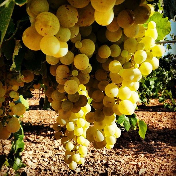 fruit, growth, freshness, yellow, leaf, agriculture, plant, food and drink, abundance, nature, food, healthy eating, sunlight, green color, grape, vineyard, growing, day, hanging, vine