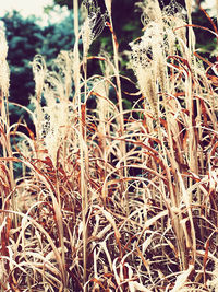 Close-up of plants growing on field