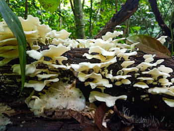 Close-up of fresh white plants against trees