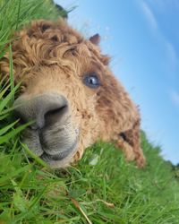 Close-up of a sheep on field