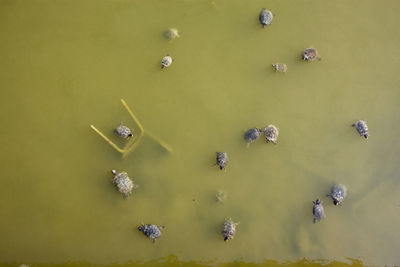 High angle view of ducks in lake