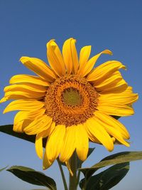 Close-up of sunflower