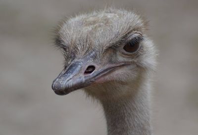 Close-up of bird