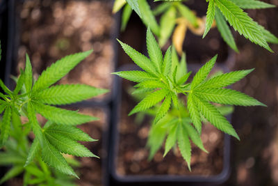 Close-up of potted plant