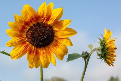 Low angle view of sunflower against sky