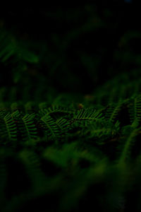 Close-up of fern leaves