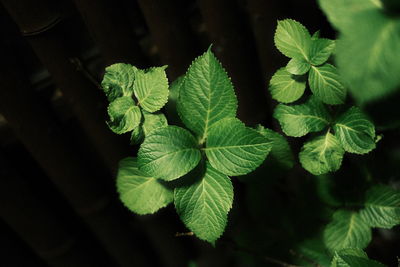 Close-up of green leaves