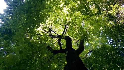 Low angle view of trees in forest