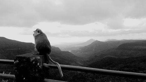 Monkey sitting on railing against mountains