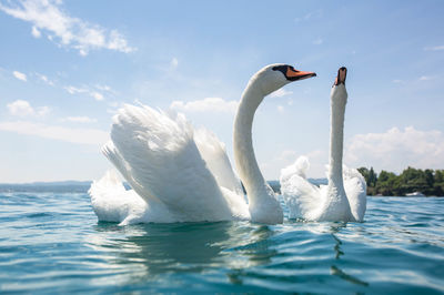 Two swans swimming in sea at lake garda italy