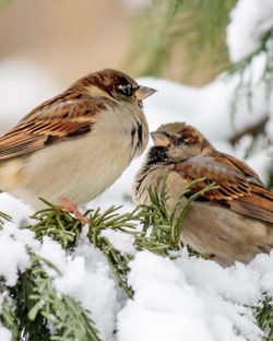 Close-up of birds perching on snow