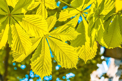 Close-up of leaves on tree