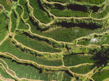 Full frame shot of rice field