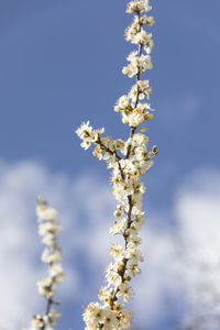 Close-up of white flowering plant against sky
