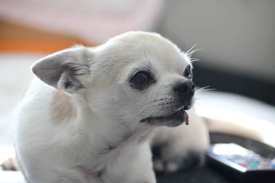 Close-up of a dog looking away