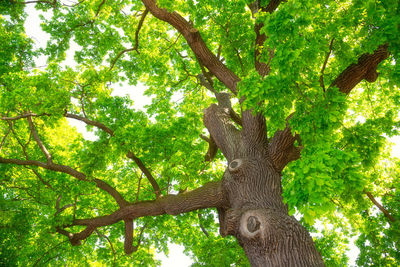 Low angle view of tree trunk in forest