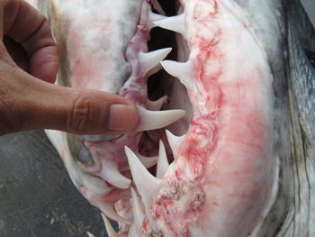 Close-up of hands shark jaw