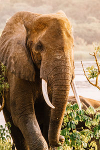 Close-up of elephant on field