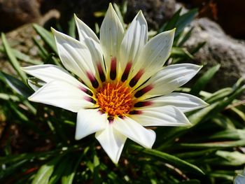 Close-up of white flower