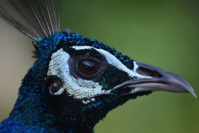 Close-up of peacock