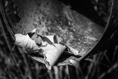 Close-up high angle view of leaf