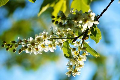 Low angle view of cherry blossoms