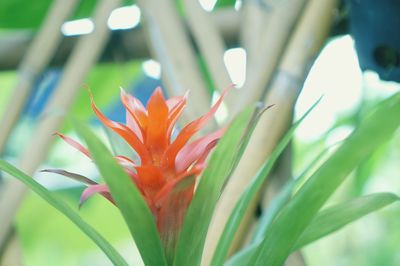 Close-up of red flowering plant