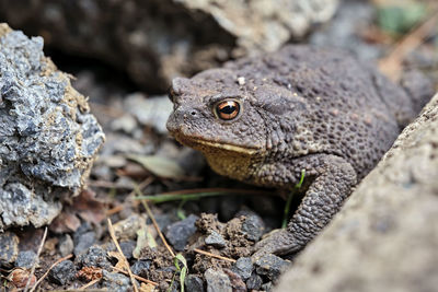 Close-up of lizard on rock