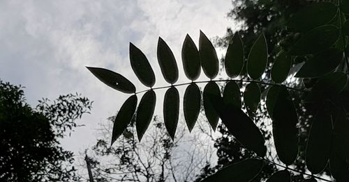 Low angle view of plants against sky