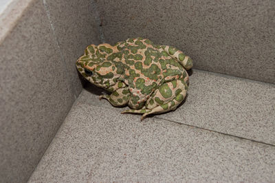 High angle view of lizard on tiled floor