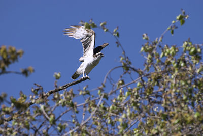 Low angle view of birds flying over white background