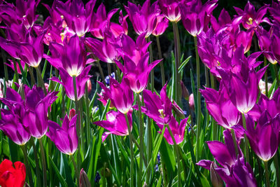 Close-up of purple flowering plants on field