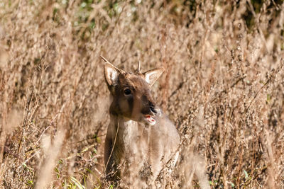 Close-up of deer on field