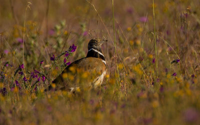 Birds perching on grassy field
