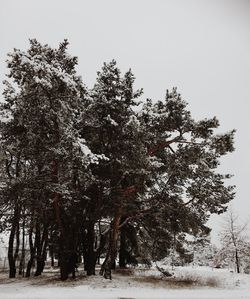 Trees against clear sky during winter