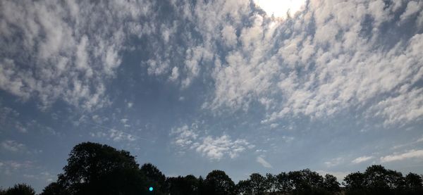 Low angle view of trees against sky