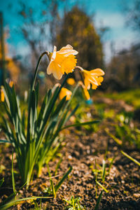 Close-up of yellow daffodil flowers on field