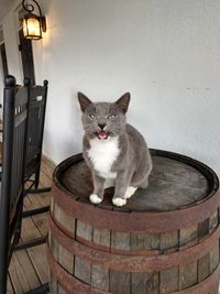 Portrait of cat sitting on table