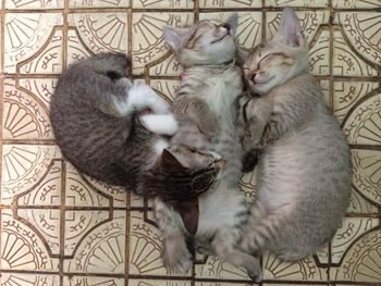 High angle view of cats sleeping