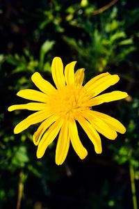 Close-up of yellow flower blooming outdoors