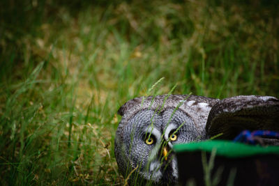 Close-up of owl