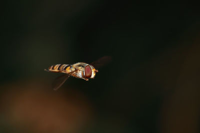 Close-up of butterfly on leaf